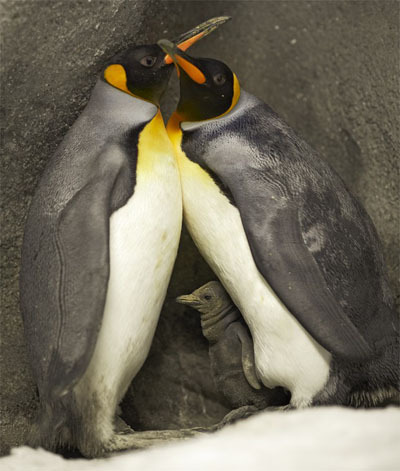 pinguinspais